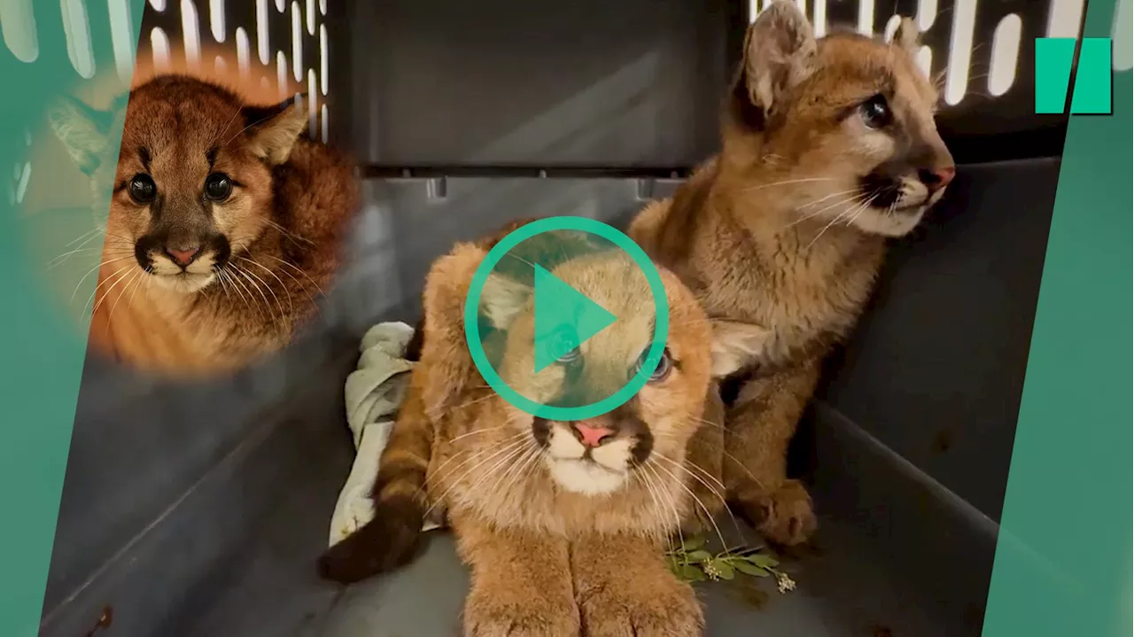 En Californie, le zoo d’Oakland recueille trois bébés pumas après un accident de voiture