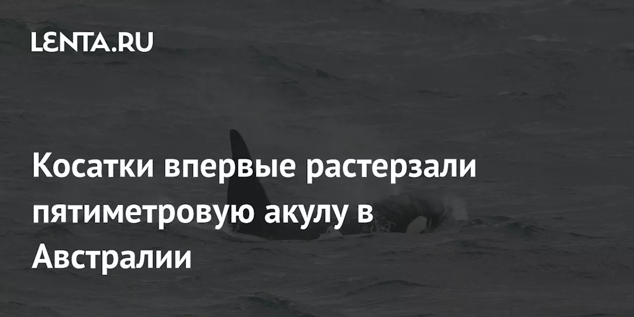 ДНК подтвердила участие косаток в смерти большой белой акулы