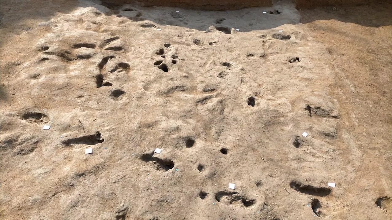 4,000-Year-Old Footprints Reveal Ancient Fleeing From Vesuvius Eruption