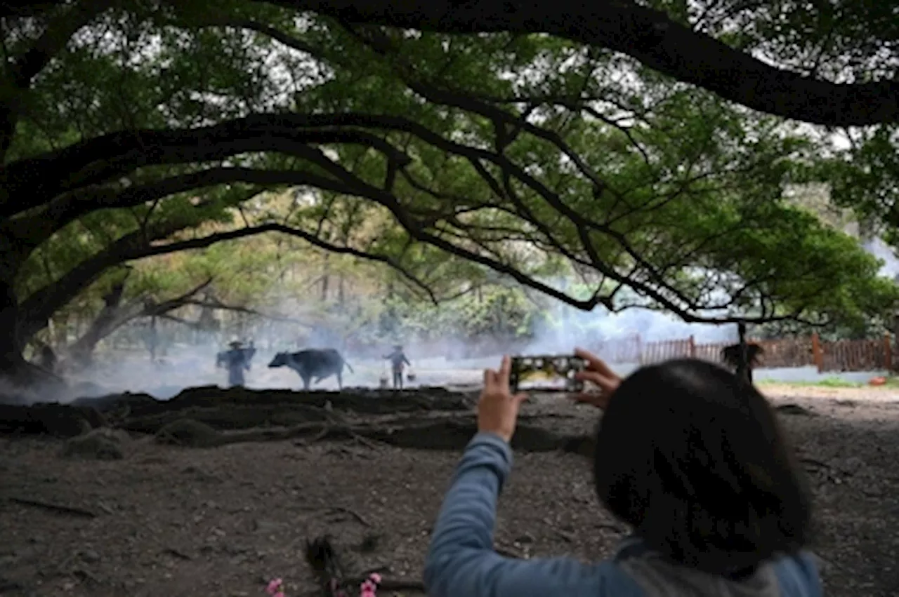 China's Rural Nostalgia: Tourists Flock to 'Manufactured' Countryside Scenes