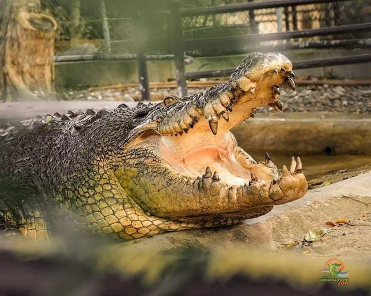 Philippines' Largest Saltwater Crocodile, Pangil, Dies of Cancer