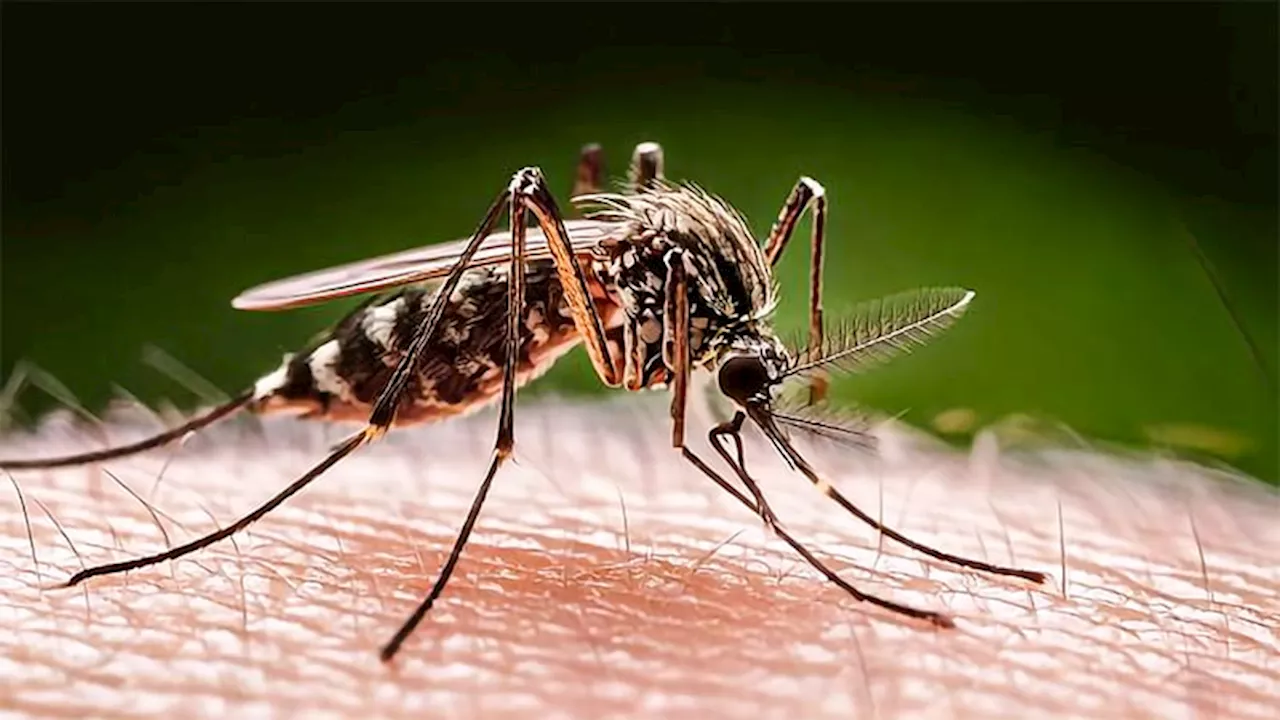 EMA Expedites Adolescent Chikungunya Vaccine Recommendation