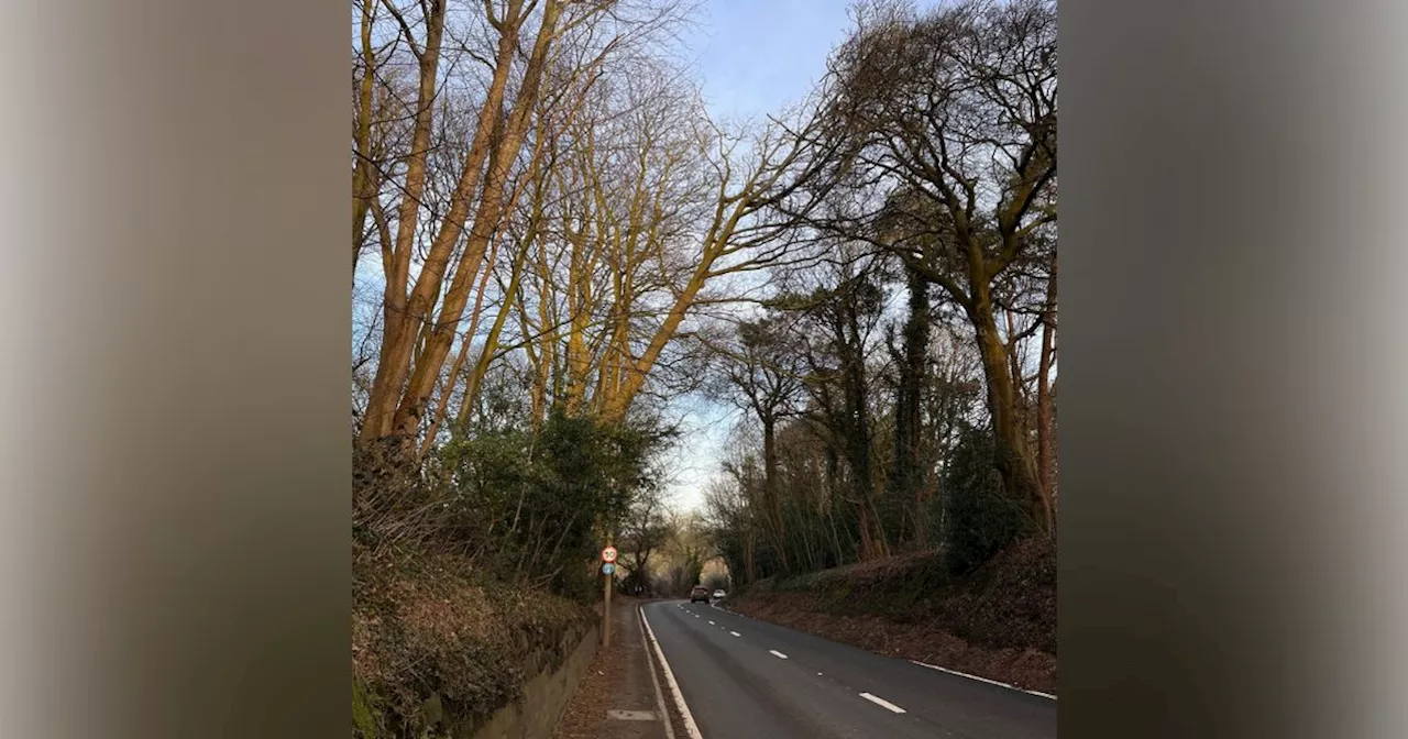 Major road closed as worker rushed to hospital after falling from tree