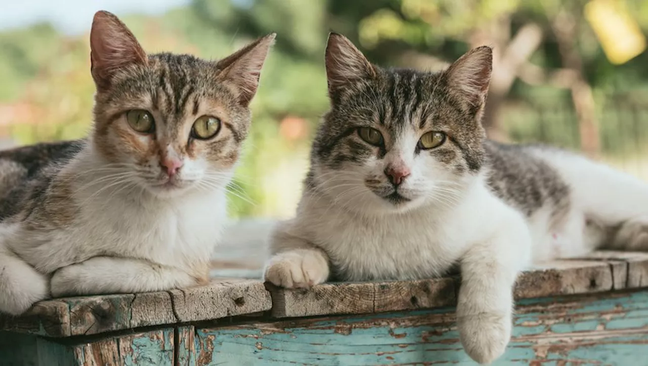 Une 'maison de l’horreur' : plus d’une centaine de chats malades, affamés et confinés retrouvés dans un local