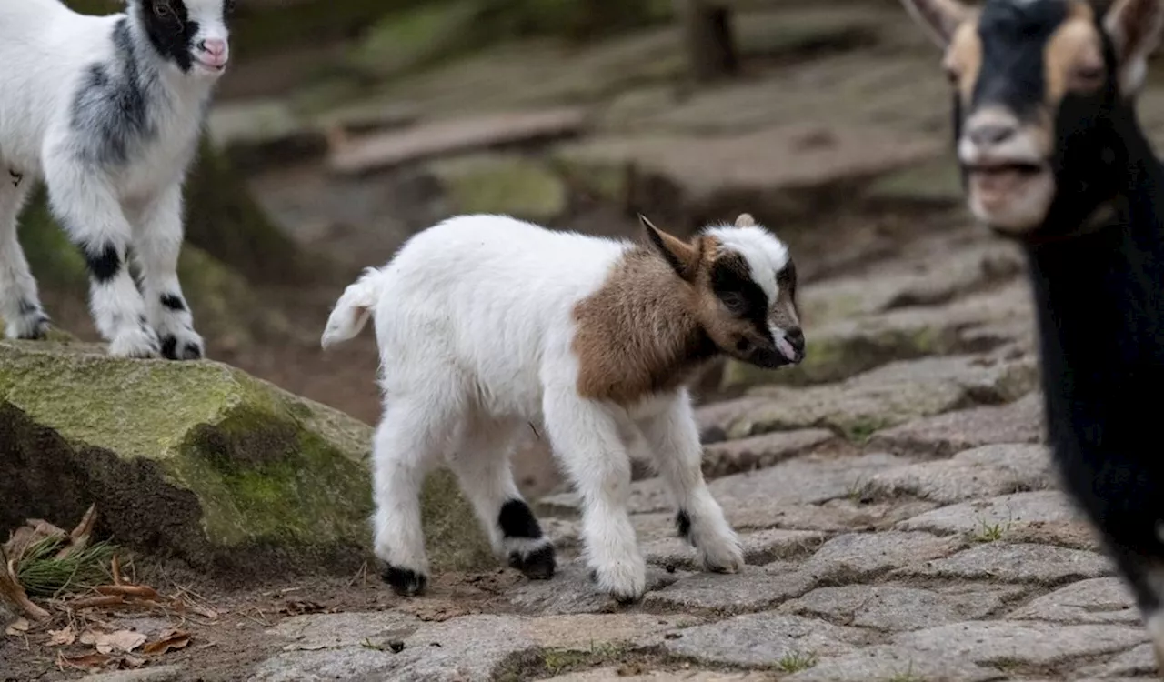 Der Stralsunder Zoo ist wieder offen, aber mit Auflagen