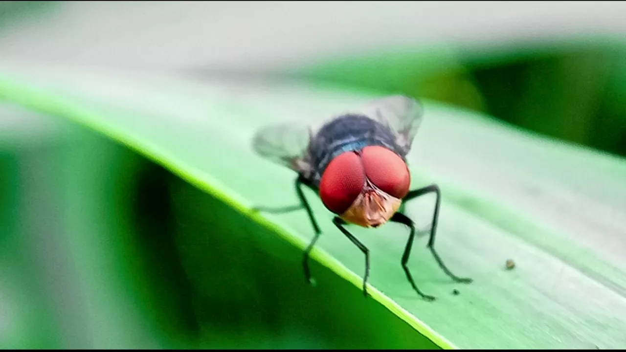 Texas warns cattle industry to watch for deadly New World screwworm fly