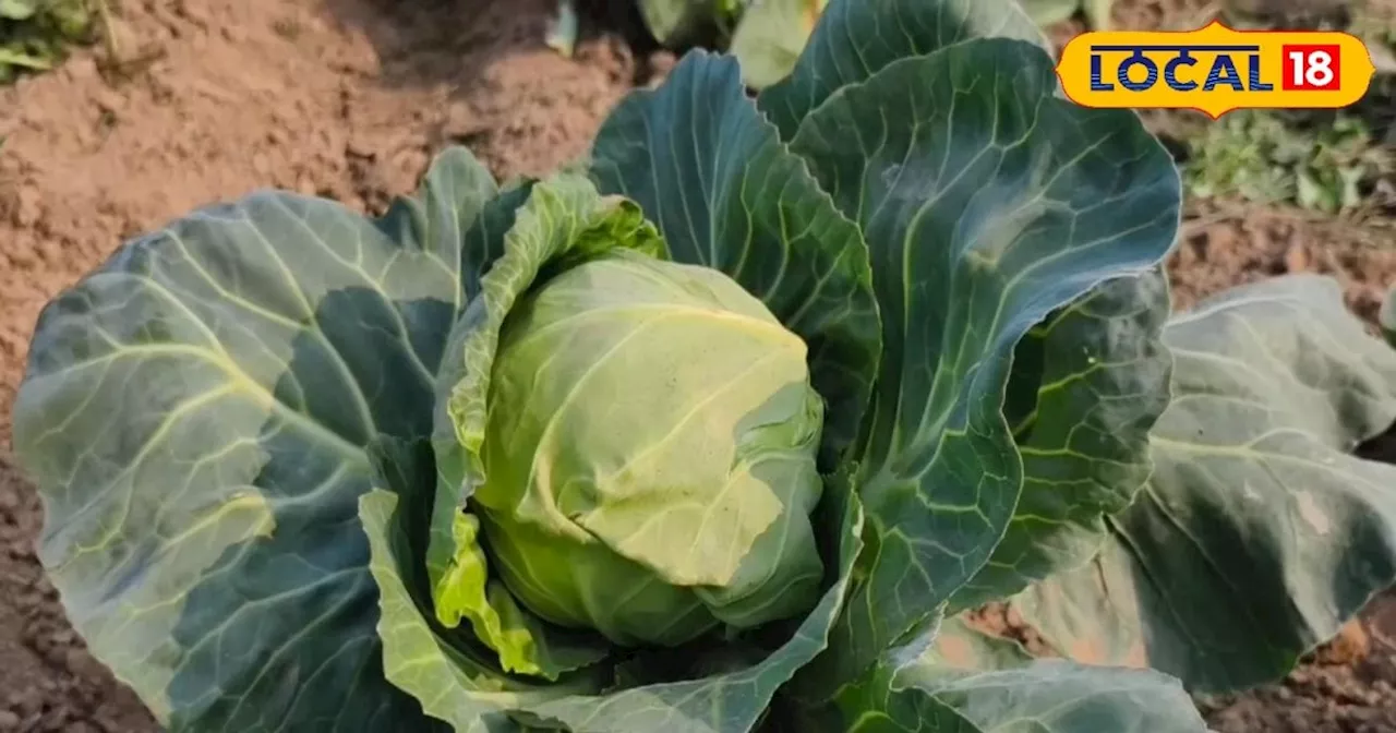 Cabbage cultivation: ये खेती किसानों के लिए वरदान, बस कुछ ही महीनों में बना देगी मालामाल, जानें कैसे?