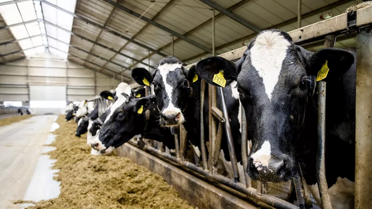 Stoppersregeling boeren in gevaar door uitspraak Raad van State