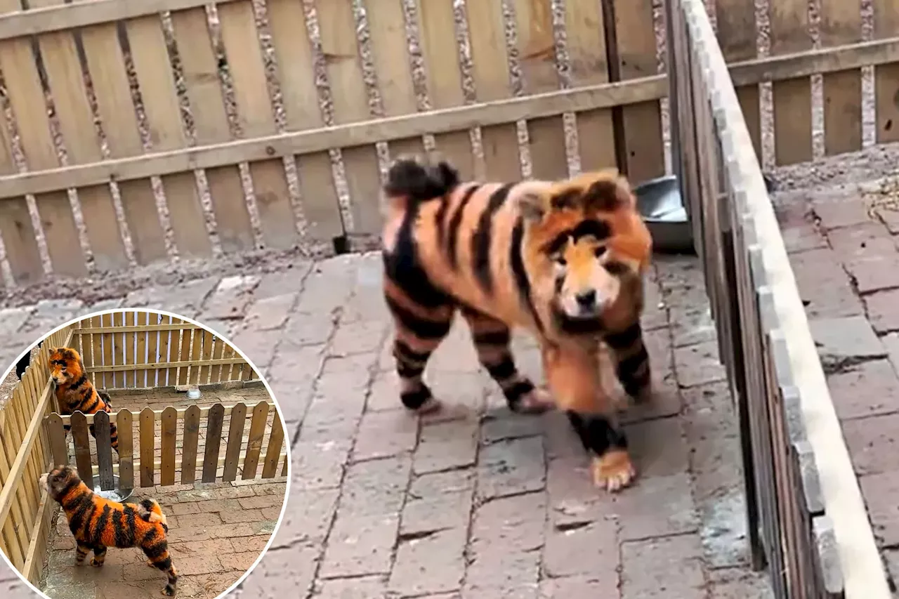 Zoogoers appalled as dogs painted to look like tigers in ridiculous 'gimmick'