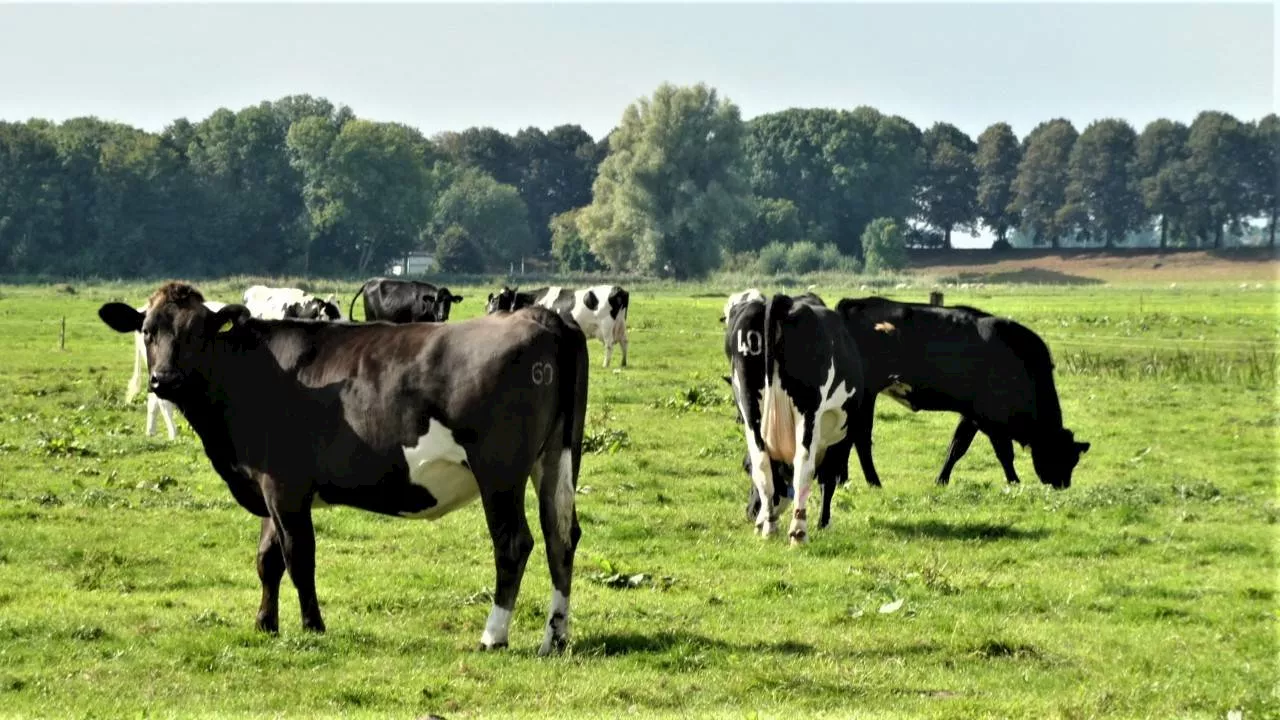 Stikstofdebat weer oplaaien in Brabant