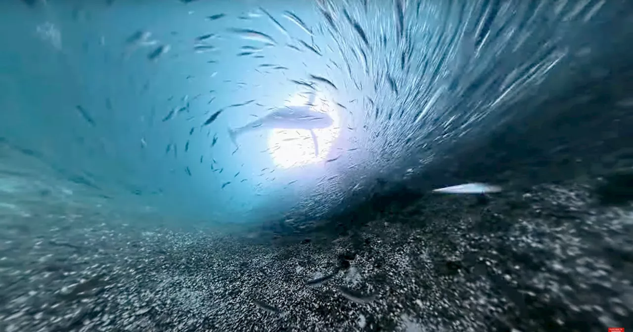 Fisherman Captures Stunning Humpback Whale Feeding Frenzy on Underwater Camera