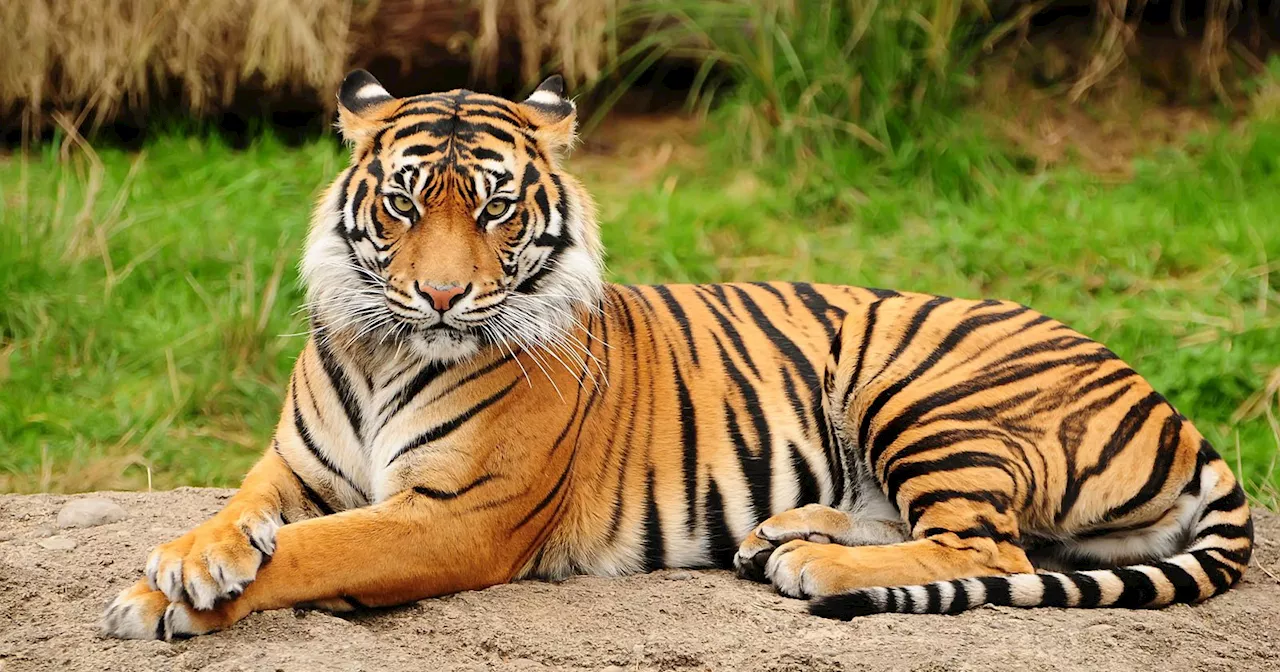 Tiger Loses Eyesight to Camera Flashes After Years in Captivity