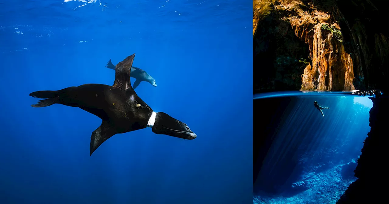 Underwater Photographer Captured the Beauty and Challenges of Marine Life