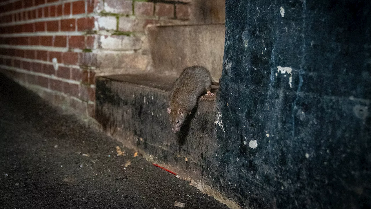 Warmer Cities See Rise in Rat Populations