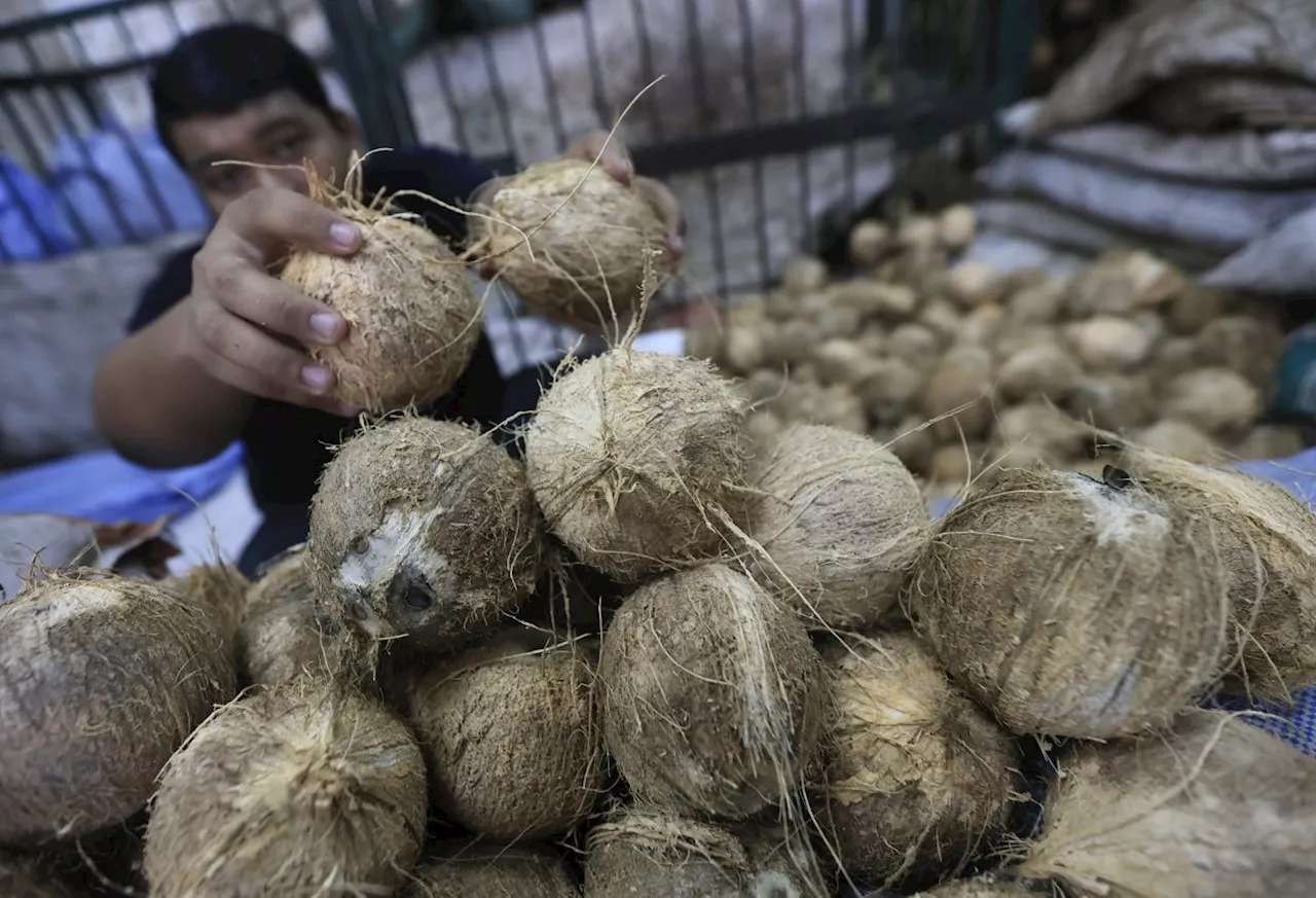 Penang Coconut Supplier Faces Financial Loss Due to Shortage Ahead of Thaipusam