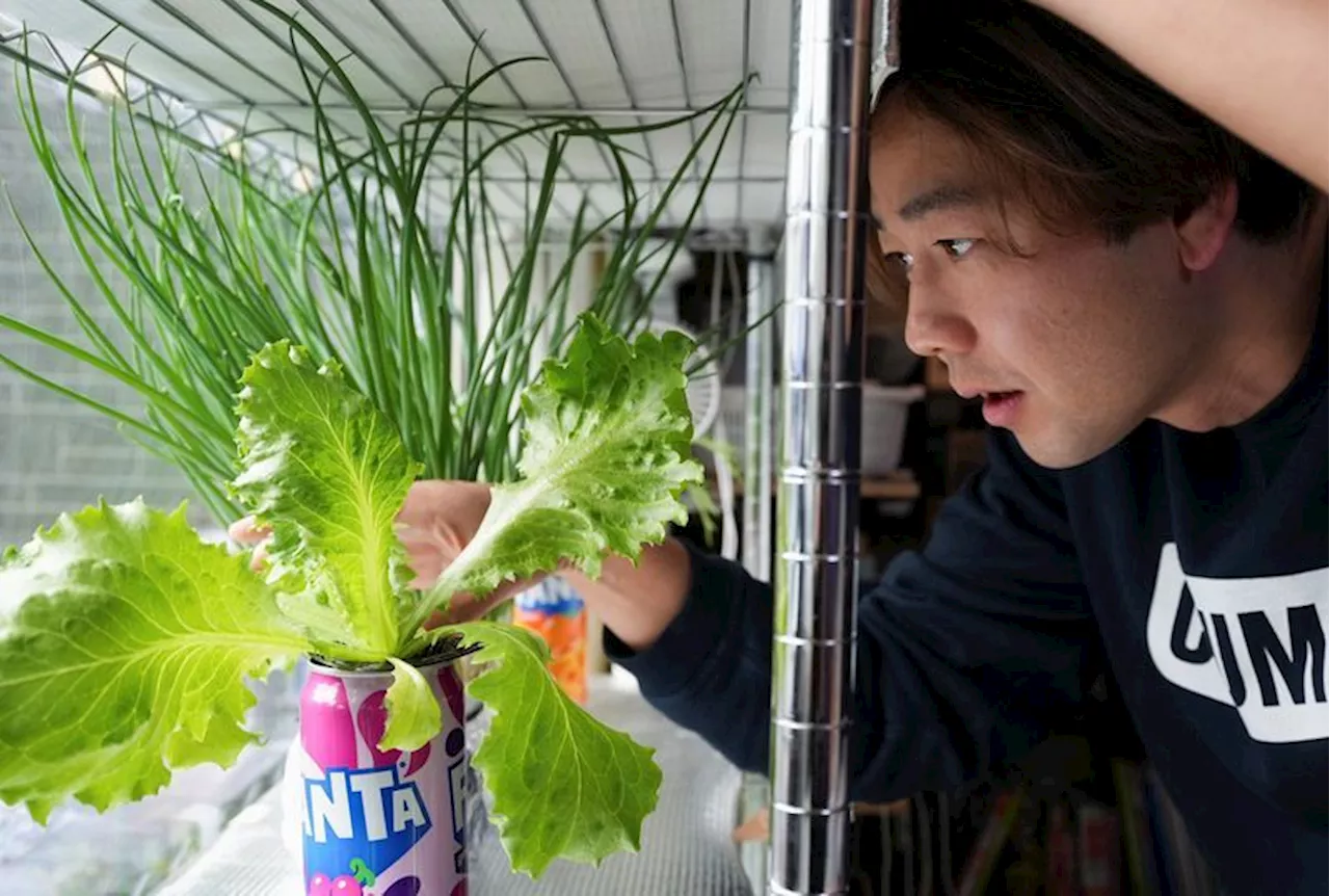 Soaring Cabbage Prices Force Japanese to Get Creative with Meals