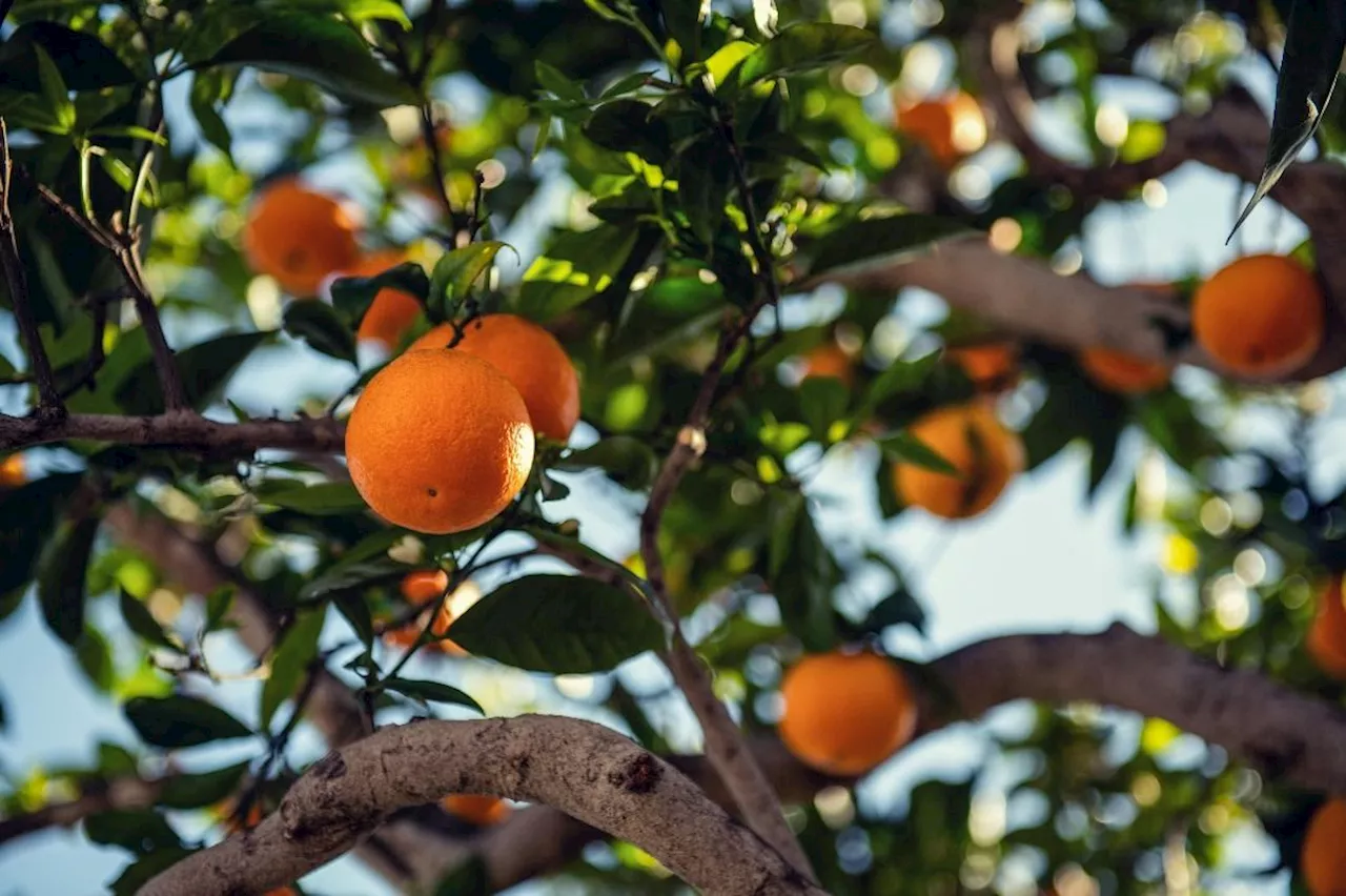 The Unexpected Truth Behind Your Favorite Fruit: Oranges are Man-Made