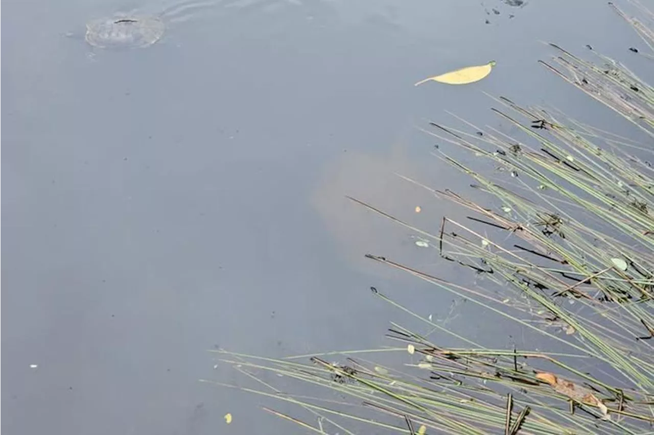 Unknown Ray Species Spotted in Singapore Park Pond