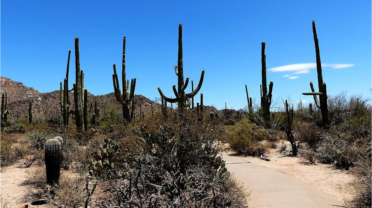 Changement climatique : les cactus pourraient-ils disparaître du désert américain ?