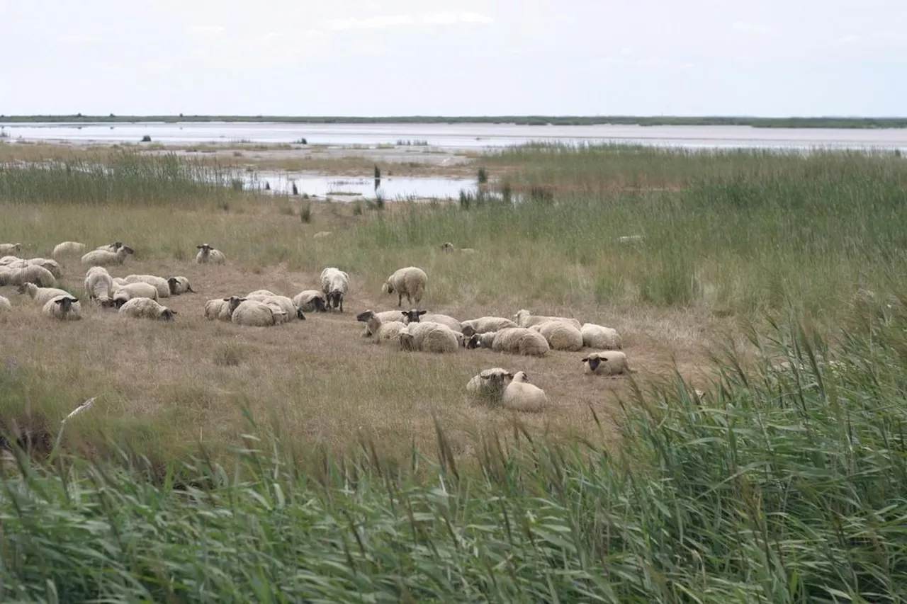 Pays royannais : des sorties nature le long de l’estuaire de la Gironde