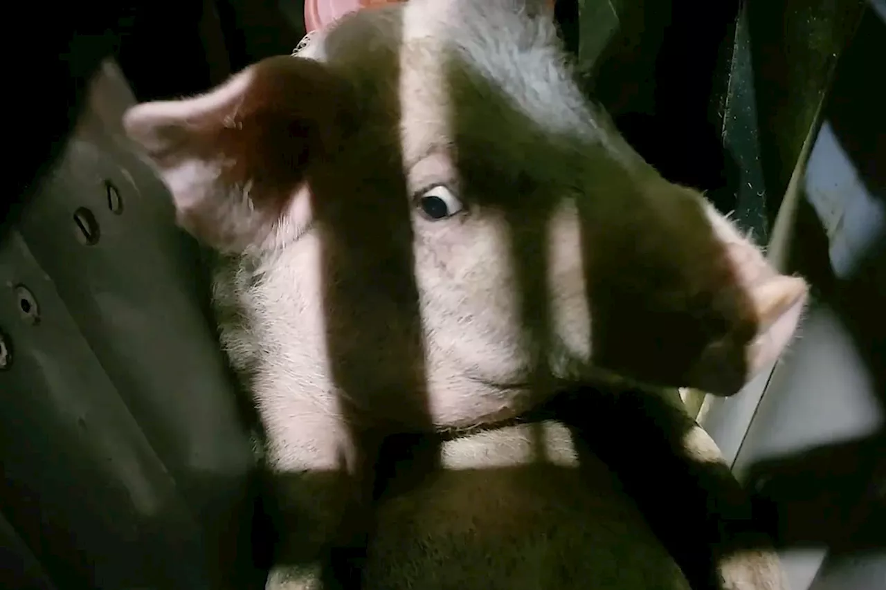 Animal Justice Exposes Alleged Pig Abuse at Chilliwack Processing Plant