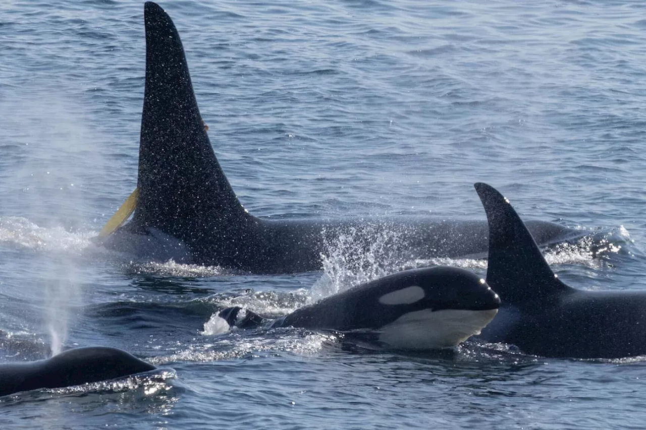 Orca advocates sue federal ministers over lack of action on endangered whales