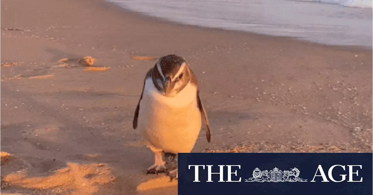 Lost Penguin Found After Grueling Swim and Fox Attack