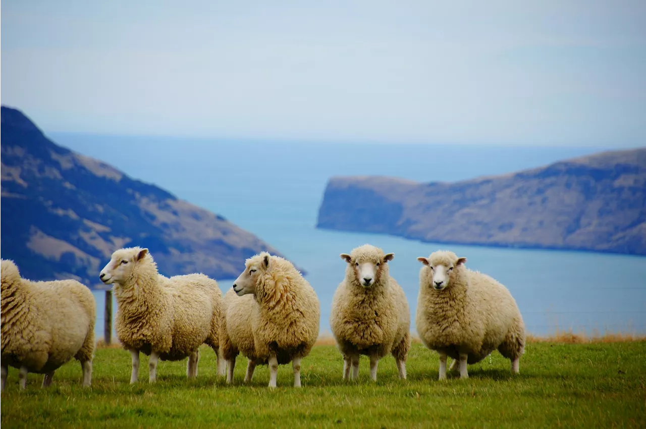 New Zealand Updates Visitor Visa to Welcome Remote Workers