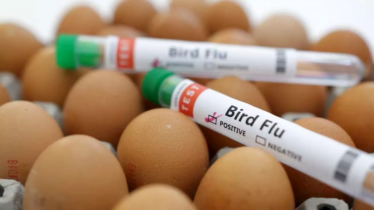 Bird Flu: Spreading to Mammals Raises Pandemic Concerns