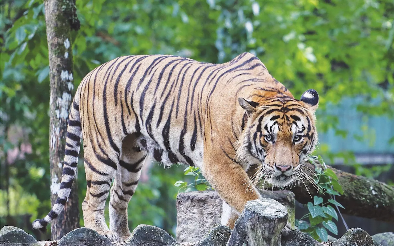 Malaysia's Tiger Population on the Rise Thanks to Conservation Efforts