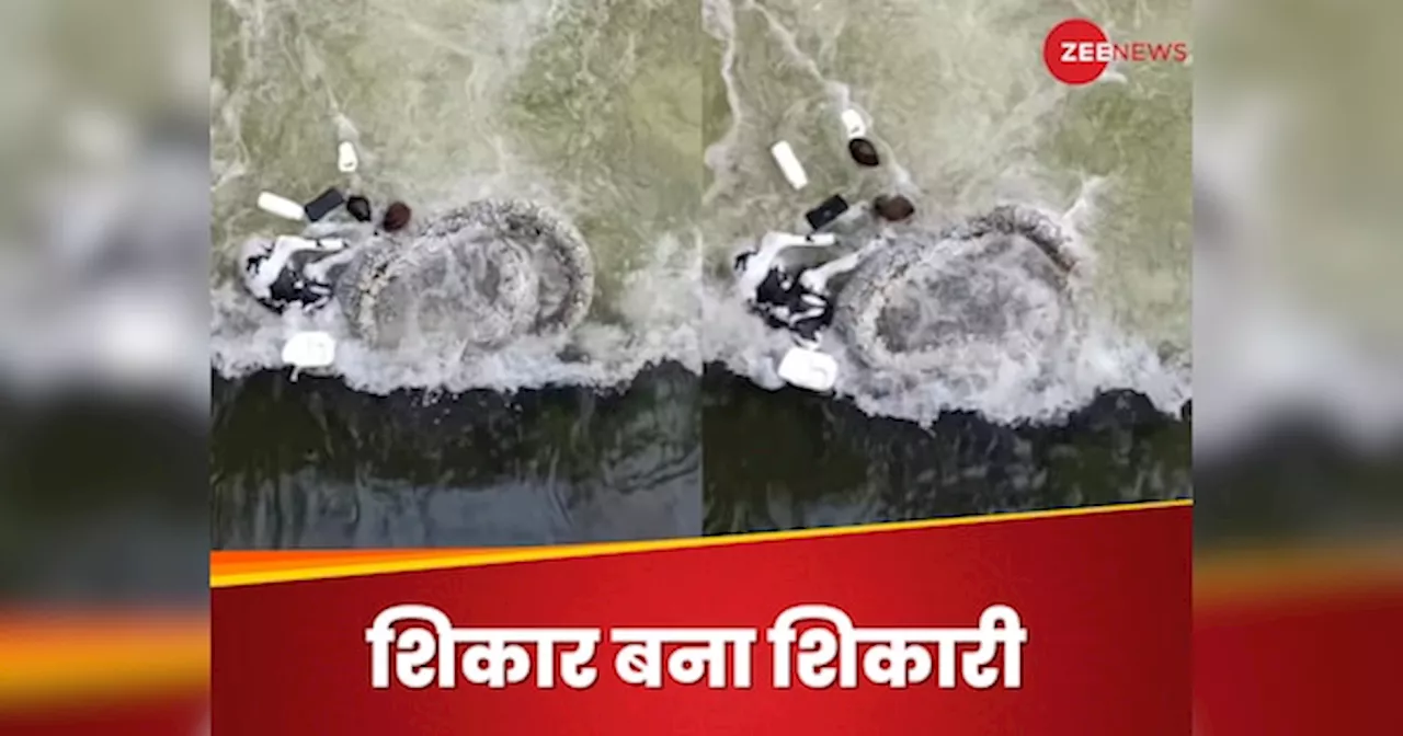 Watch: शिकार के चक्कर में नहर में फंसा शिकारी, पानी के अंदर आखिरी सांस तक करता रहा संघर्ष, देखें वीडियो