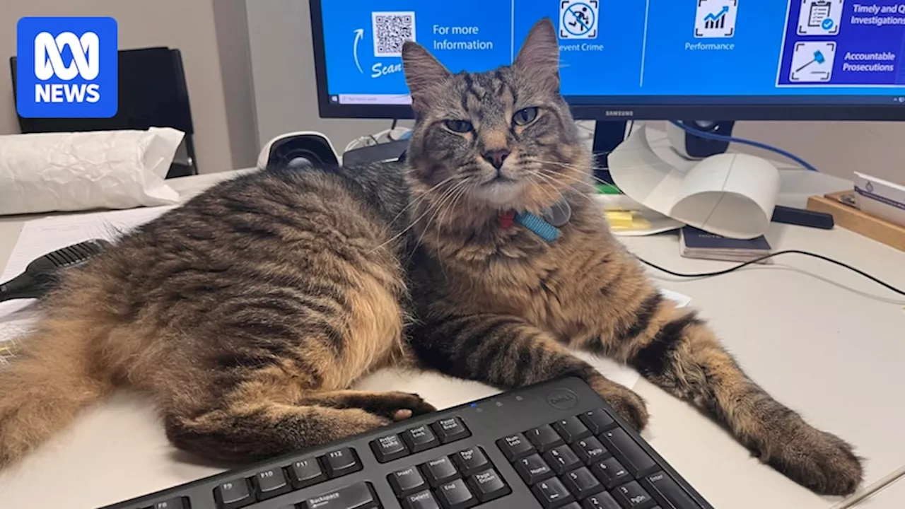 Police Cat Becomes Local Celebrity