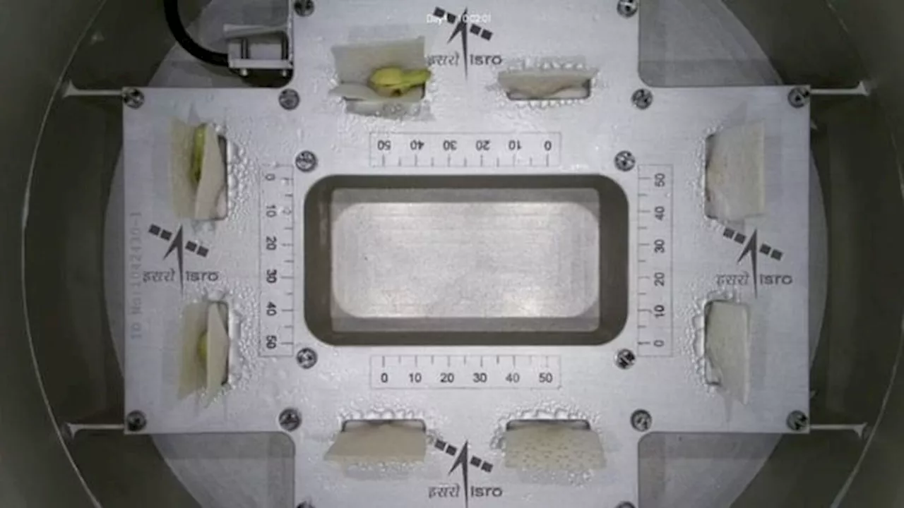 ISRO: इसरो ने रचा एक और इतिहास, अंतरिक्ष में चार दिन में लोबिया में फूटे अंकुर; जल्द पत्ते निकलने की उम्मीद