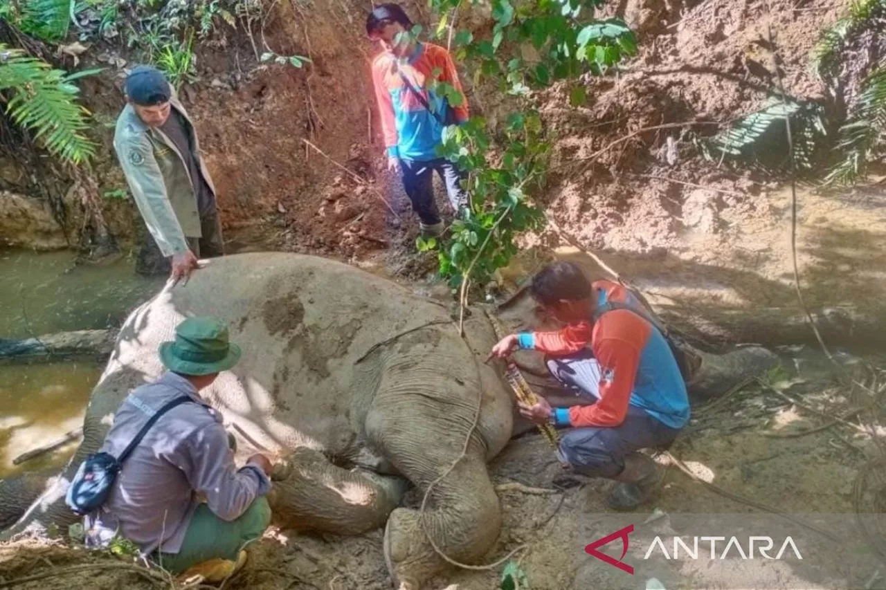 Gajah Sumatera di Aceh Barat Mati Akibat Terjatuh ke Lumpur