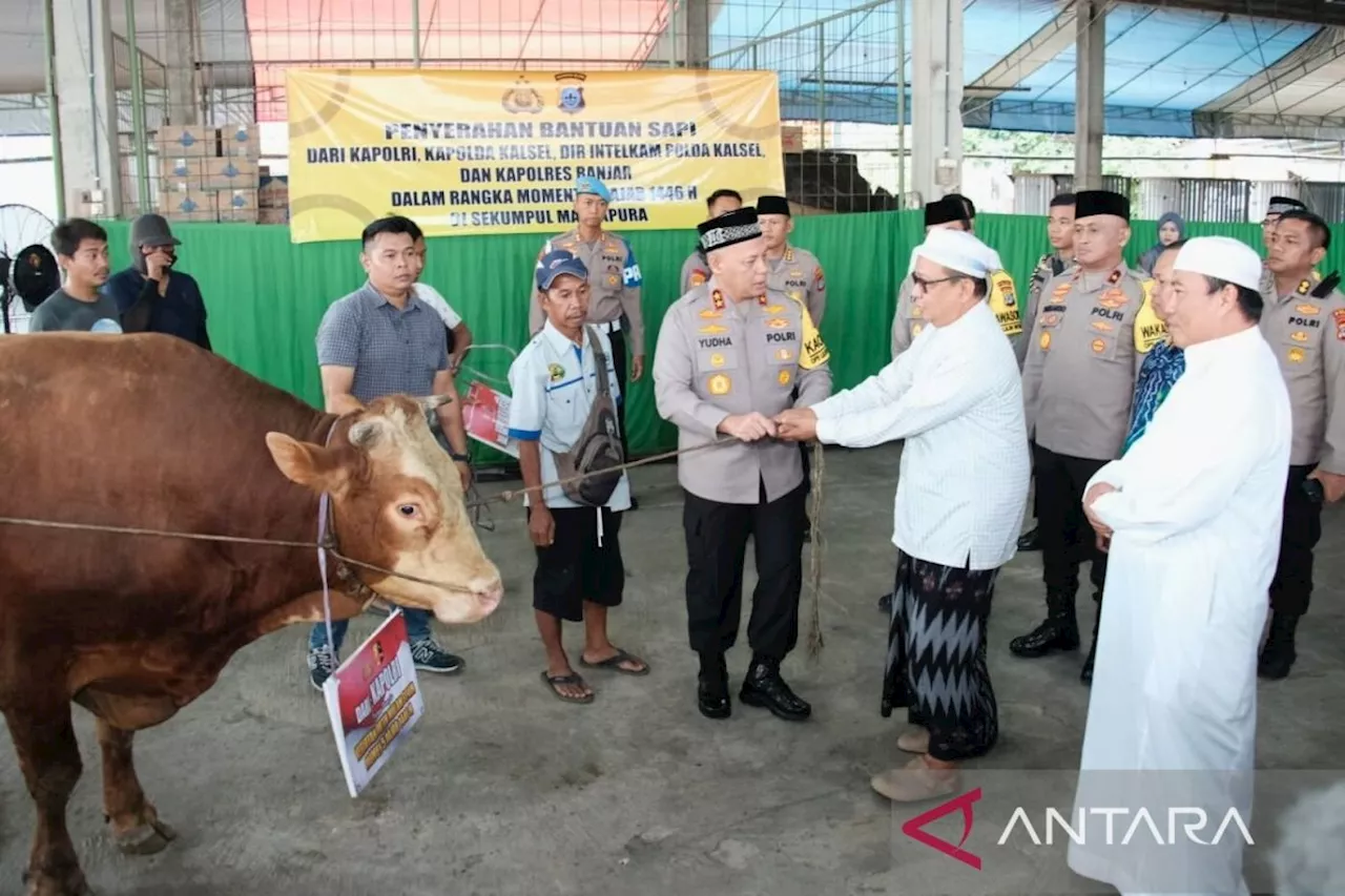 Kapolri Donasikan Sapi Limosin untuk Haul Guru Sekumpul