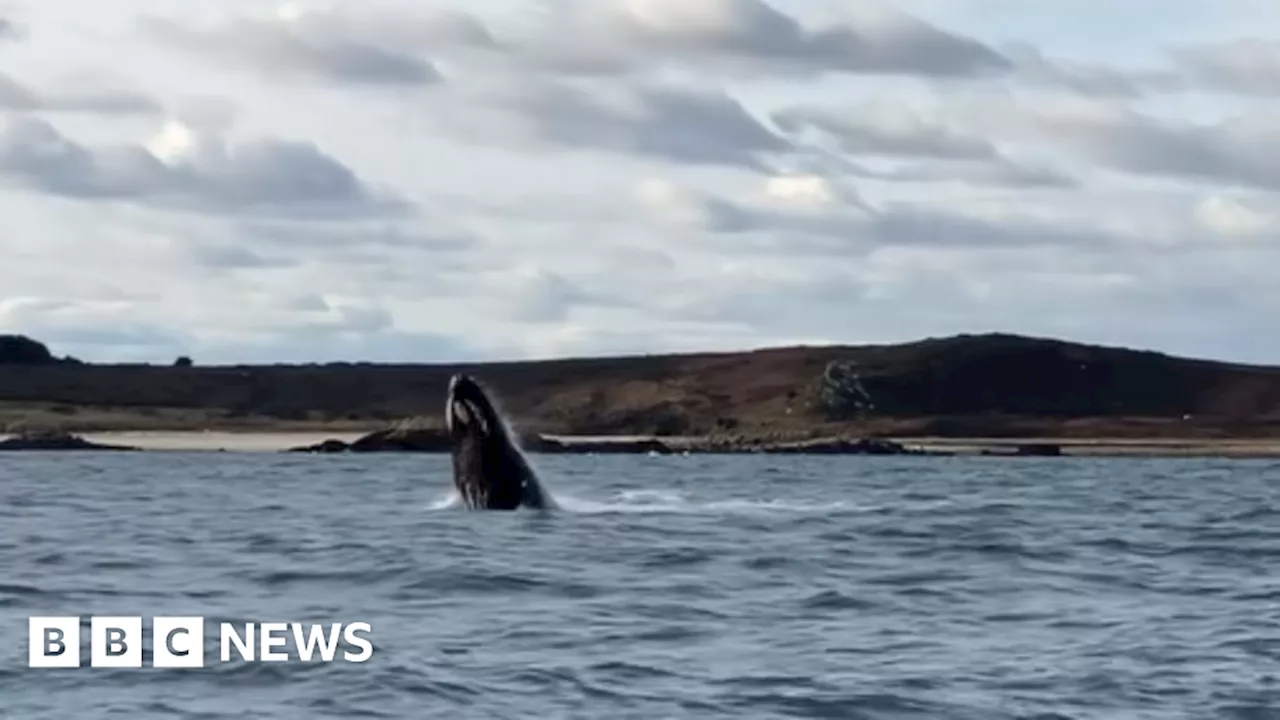 Humpback whale puts on 'show' in Cornwall