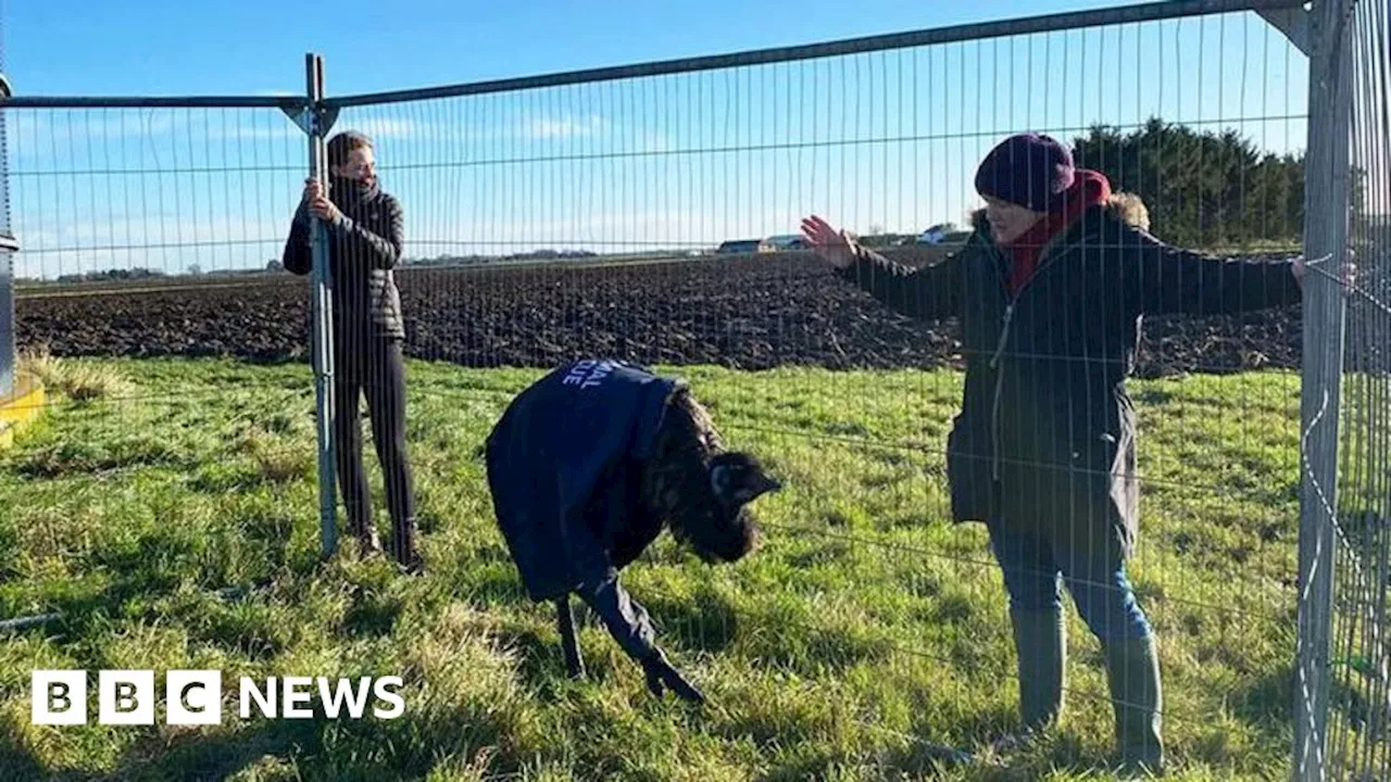 Preston: National Exotics Animal Rescue Service which rescued emu forced to shut