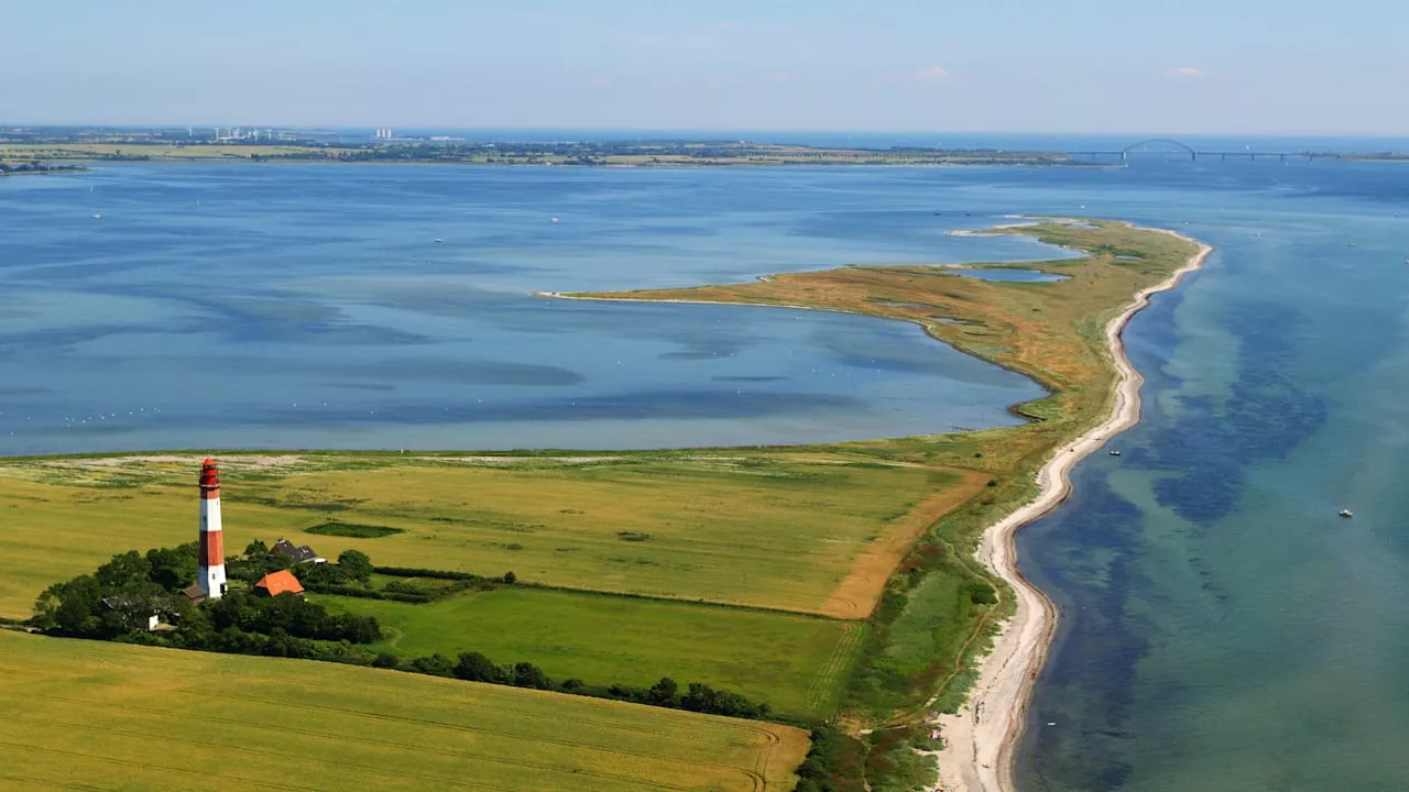 Klimawandel: Rollrasen in der Ostsee soll Erderwärmung bremsen