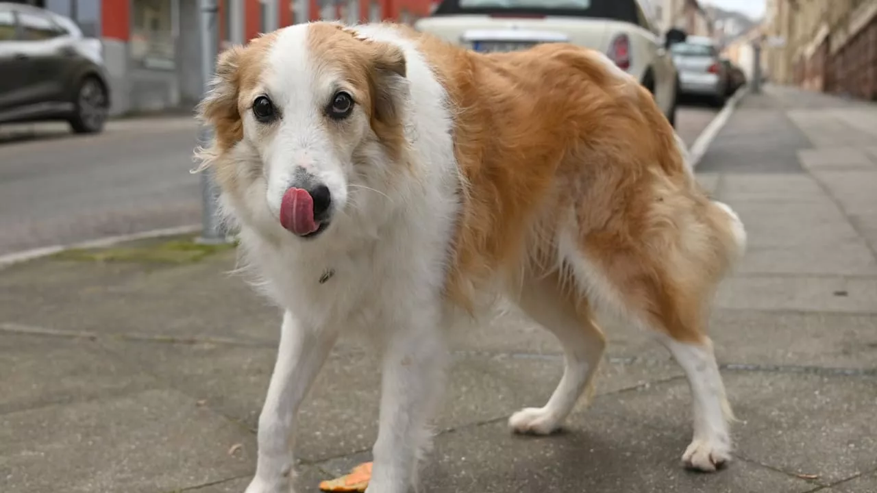 Silvester in Stuttgart: Dieser Hund fand den Finger des Böller-Opfers