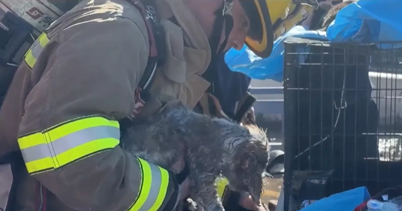 Hundreds of Animals Die in Dallas Shopping Center Fire