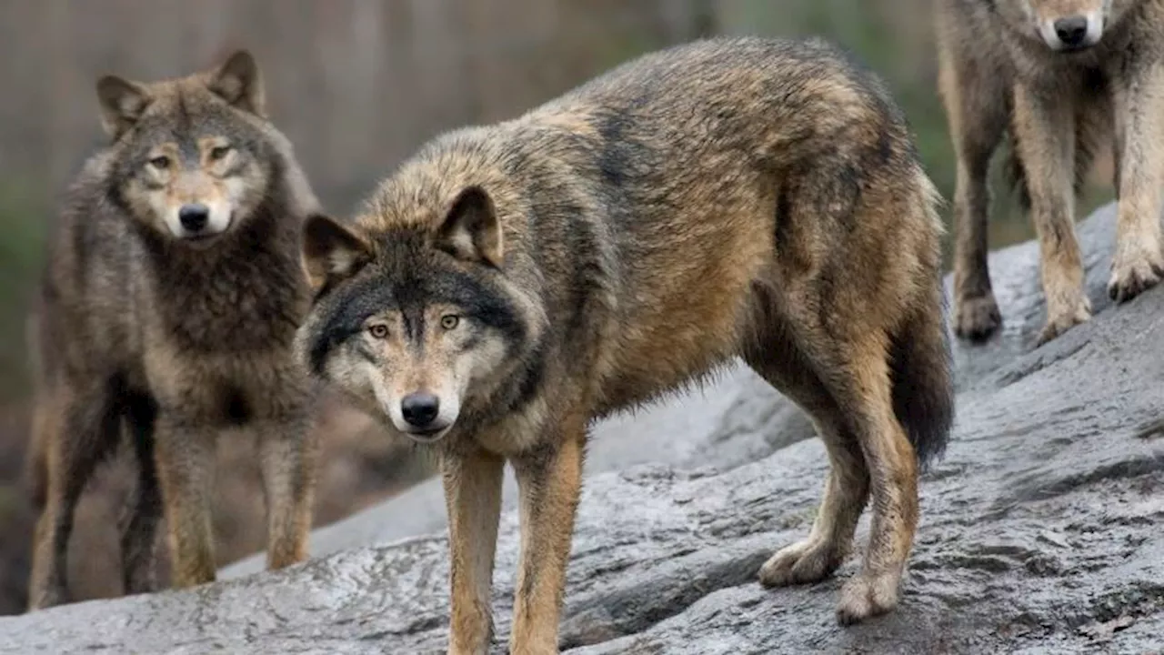 Sweden's Wolf Hunt Sparks Conservation Concerns