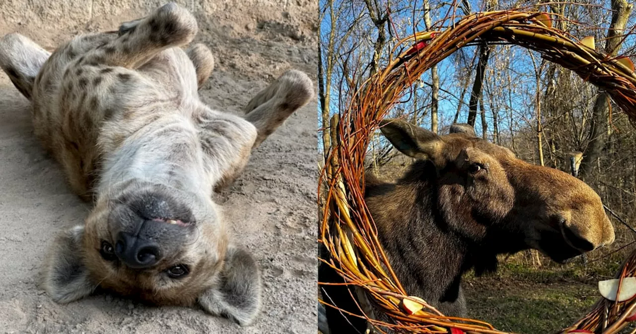 Toronto Zoo Says Goodbye to Long-Term Residents Moja and Lily