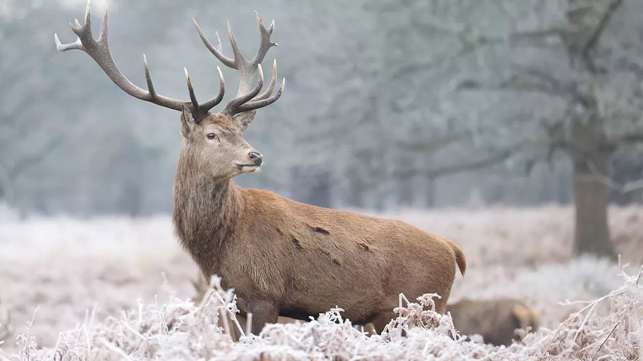 UK Braces for Arctic Blast with Heavy Snow and -10C Temperatures