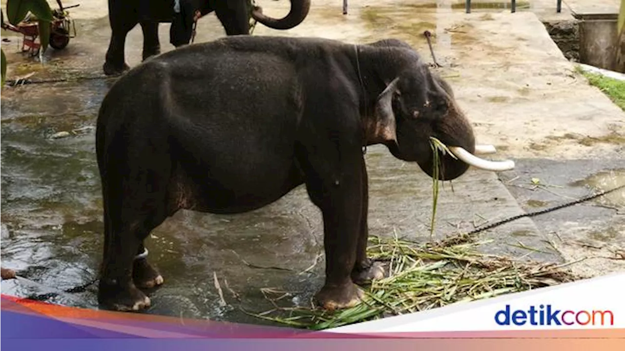 BKSDA Ungkap Alasan Gajah di Taman Satwa Waduk Gajah Mungkur Dirantai