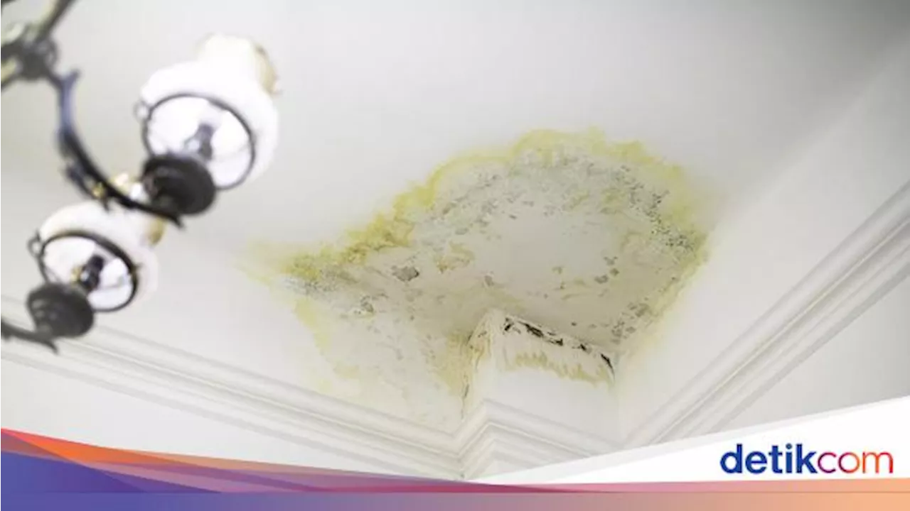 Cara Membersihkan Jamur di Plafon Kamar Mandi