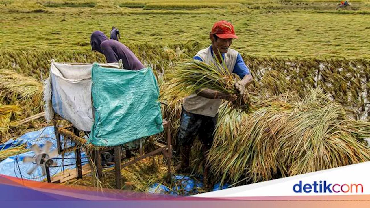 Anggaran Ketahanan Pangan Melonjak 30% Tembus Rp 159 Triliun