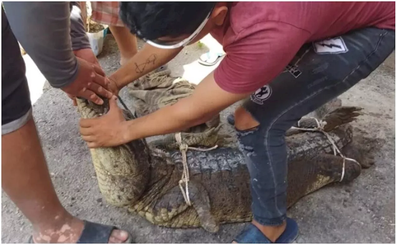 Familia yucateca encuentra cocodrilo debajo de su auto; el reptil medía más de 3 metros