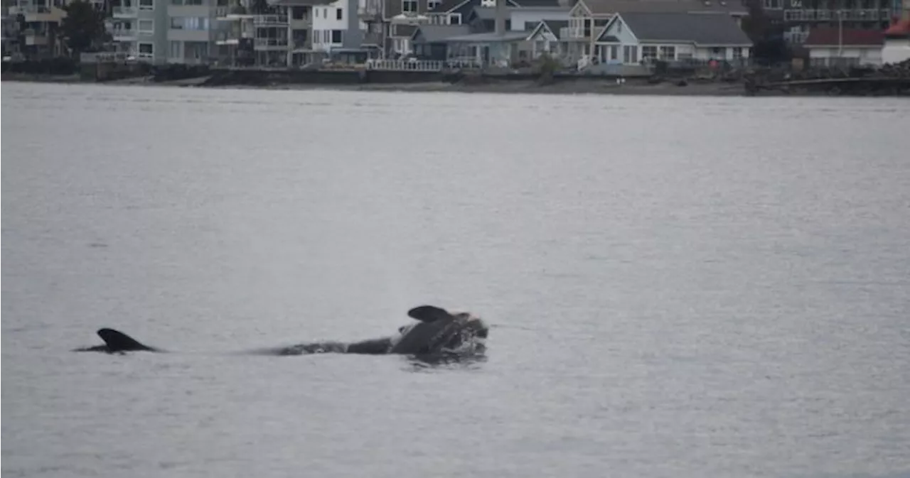 Mourning Mother Orca Seen Carrying Dead Calf Again