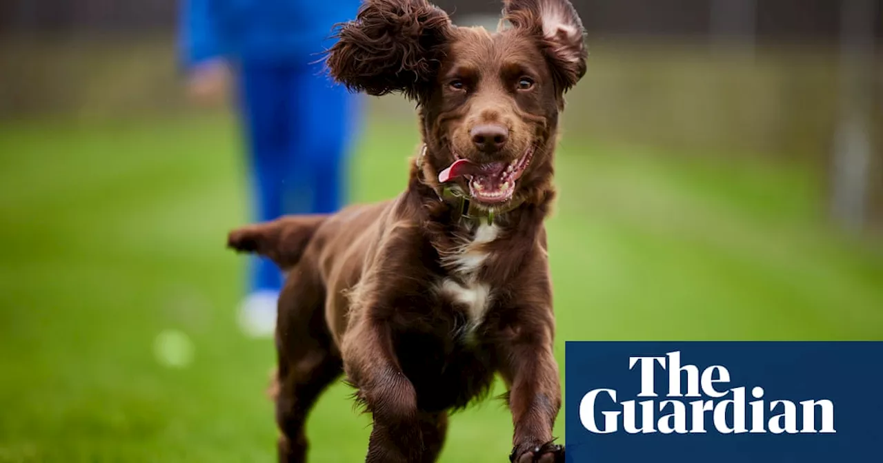 Gem the Cloned Spaniel: A Special Present and a Glimpse into Ethical Pet Cloning