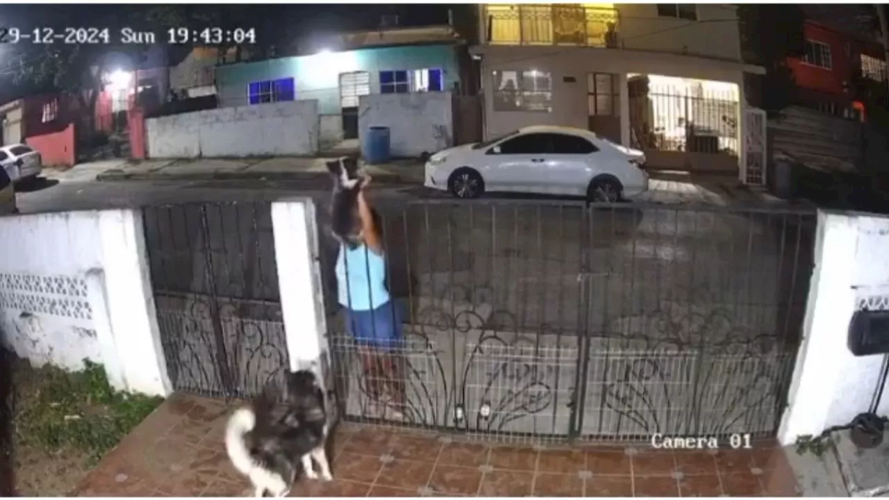 Mujer roba perrito en Tampico y lo vende en redes sociales